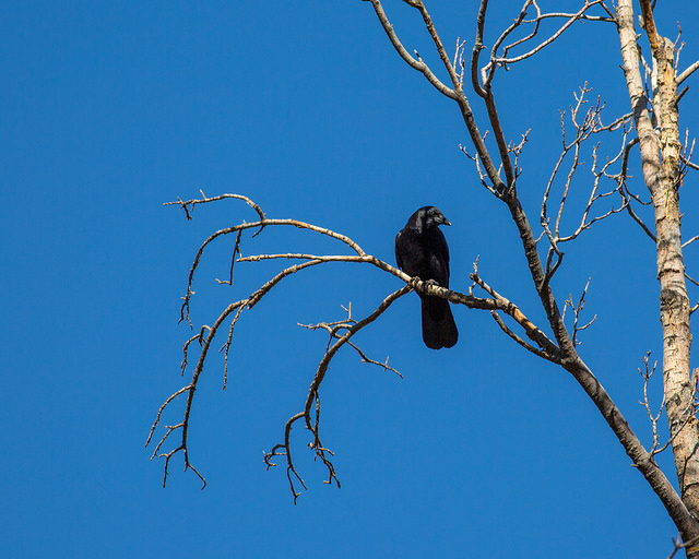 Crow in Tree